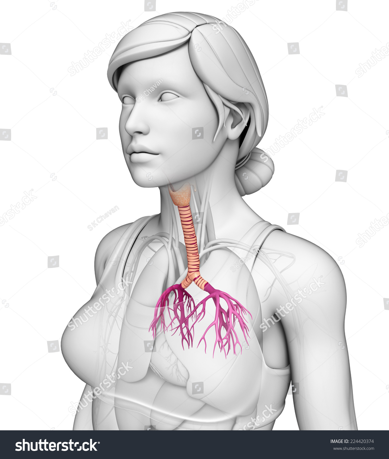 Illustration Female Throat Anatomy Stock Illustration 224420374 Shutterstock