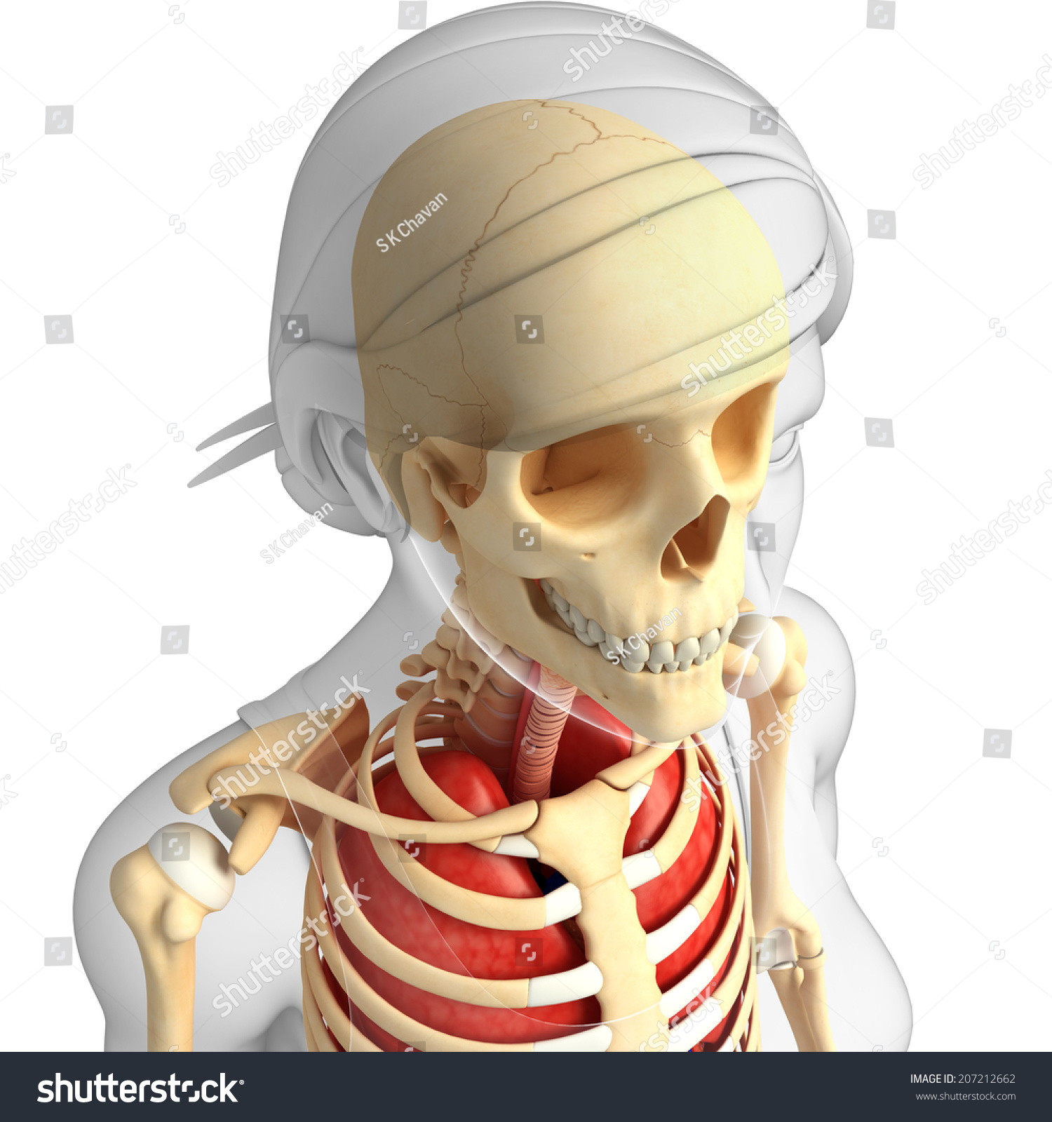 Illustration Human Head Anatomy Stock Illustration 207212662 - Shutterstock