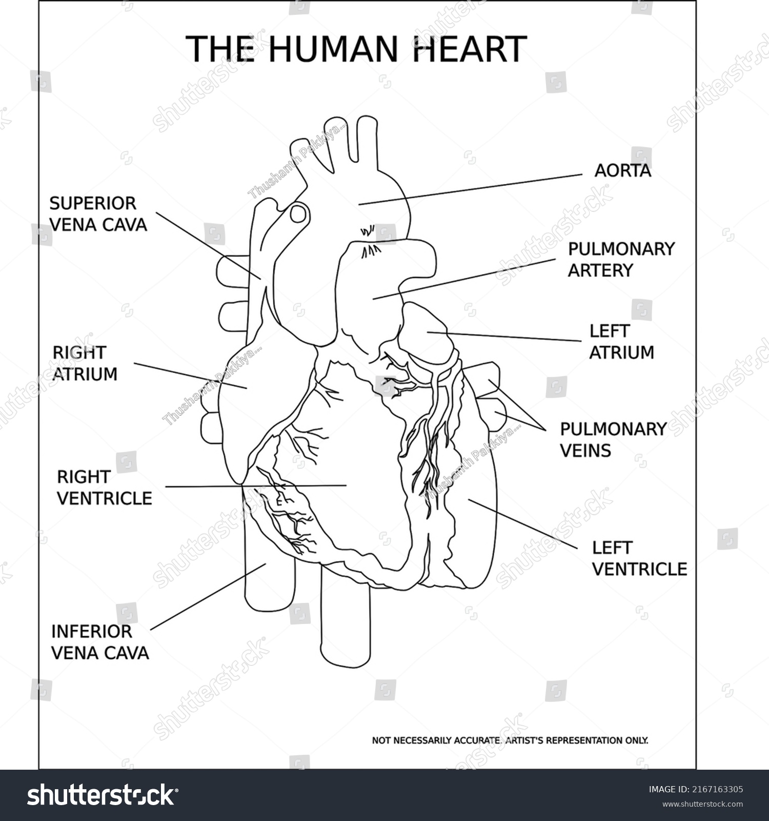 Illustration Human Heart Anatomy Educational Diagram Stock Illustration ...