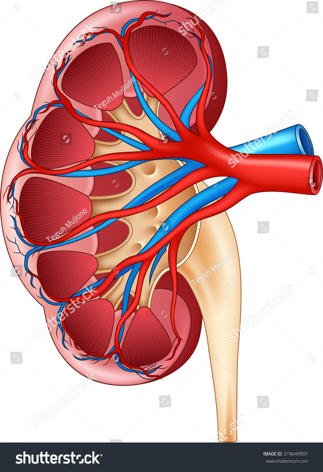 Illustration Human Internal Kidney Anatomy Stock Illustration 374649907