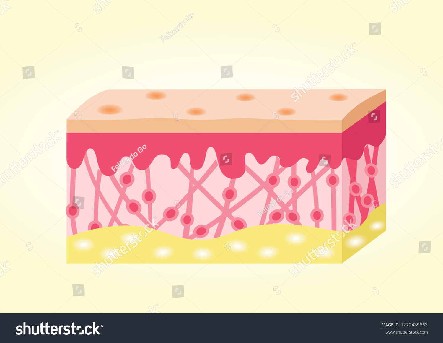 Illustration Magnified View Human Skin Educational Stock Illustration ...