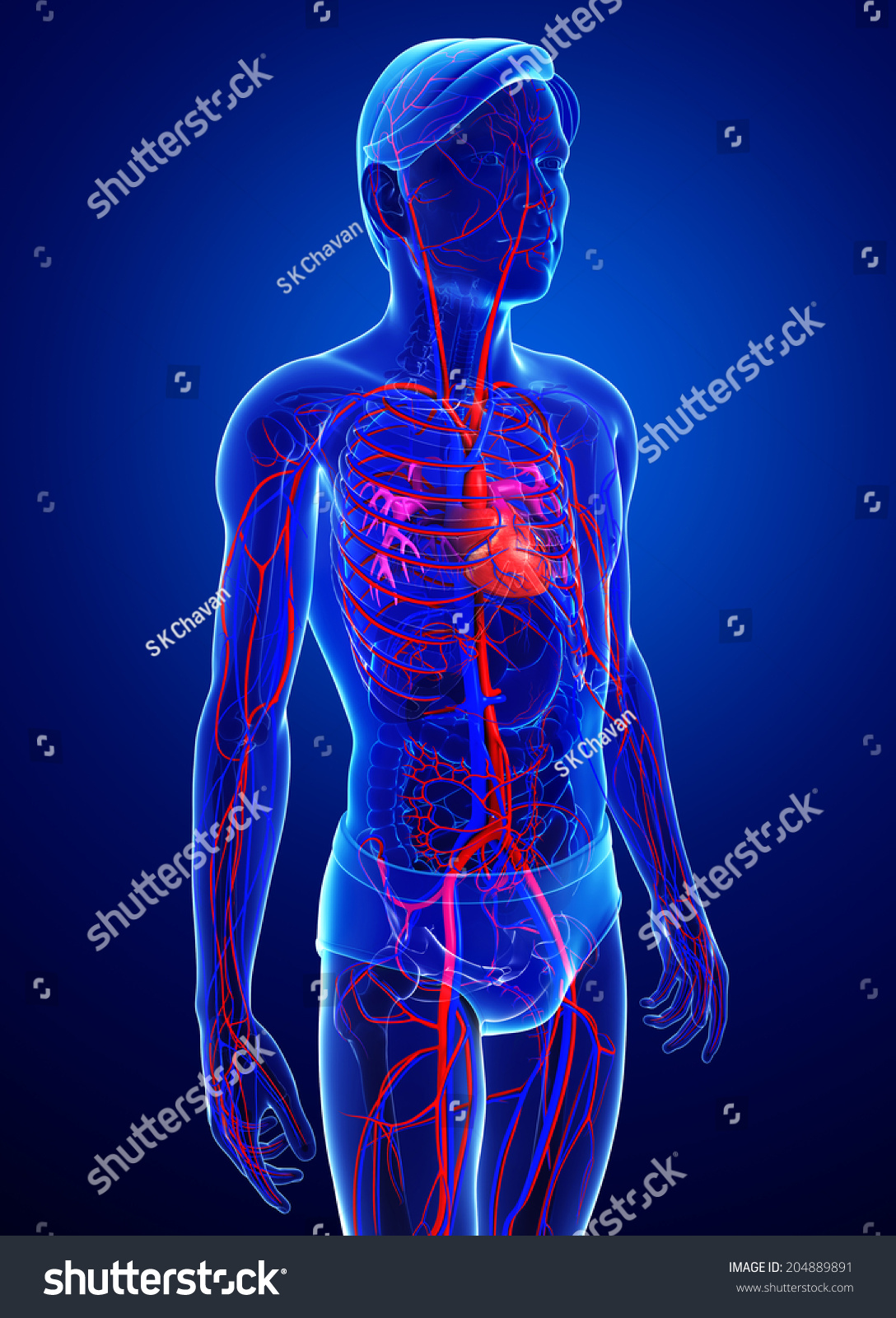 Illustration Male Circulatory System Stock Illustration 204889891 ...