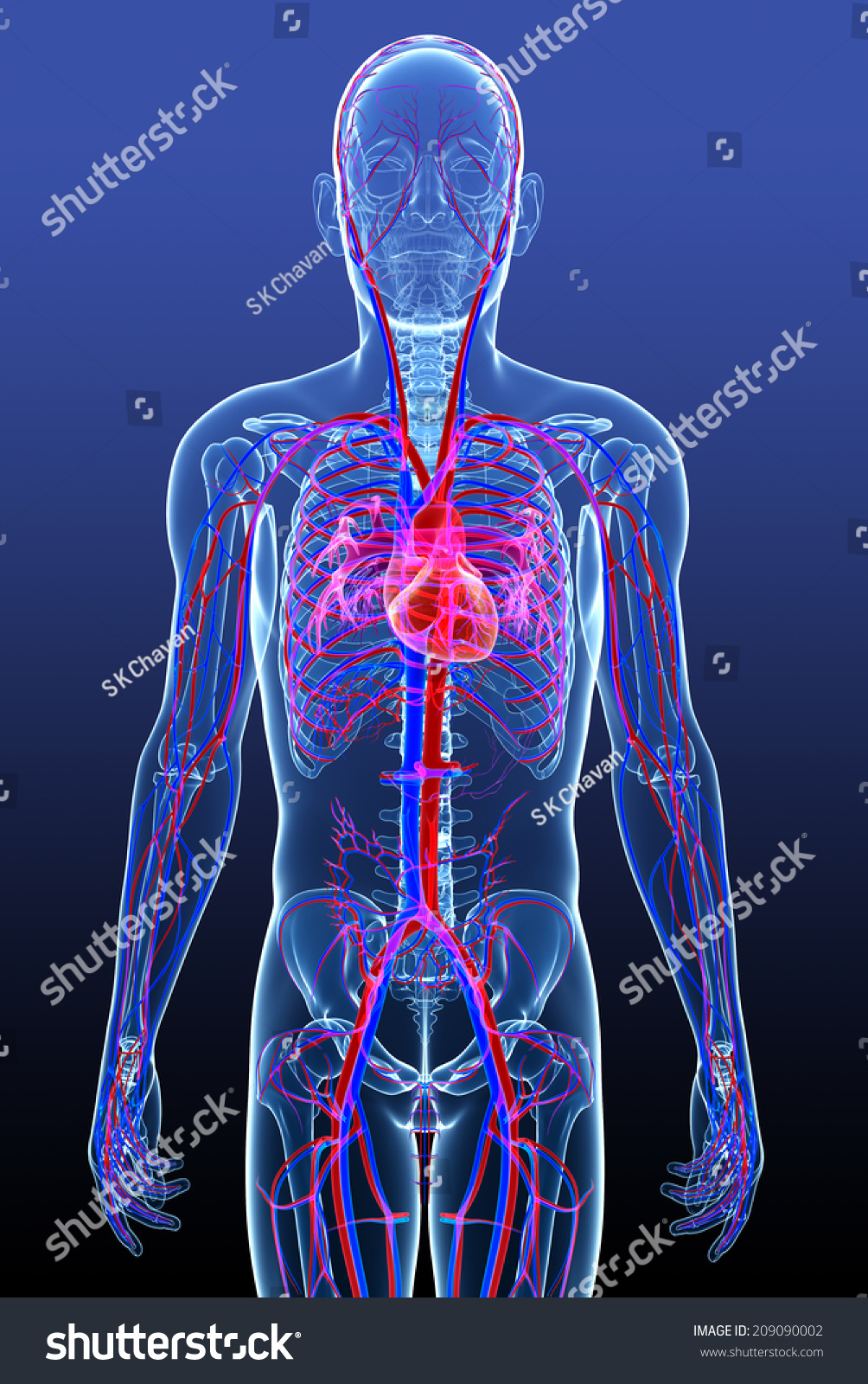 Illustration Male Circulatory System Stock Illustration 209090002