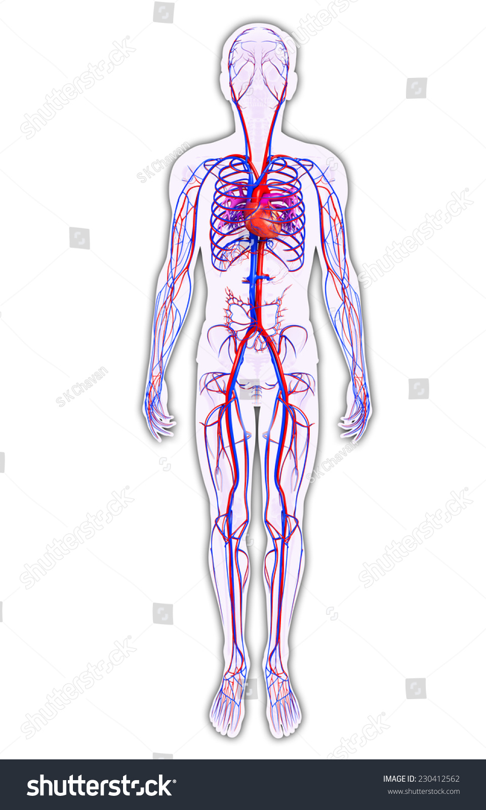 Illustration Of Male Circulatory System - 230412562 : Shutterstock
