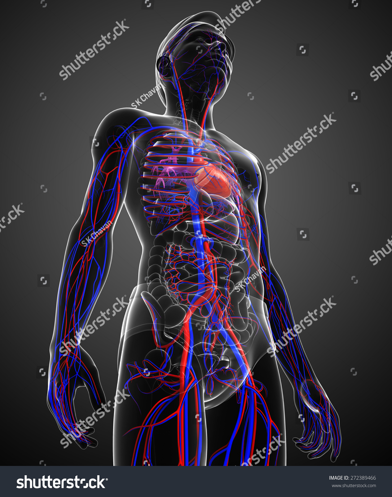 Illustration Of Male Circulatory System - 272389466 : Shutterstock
