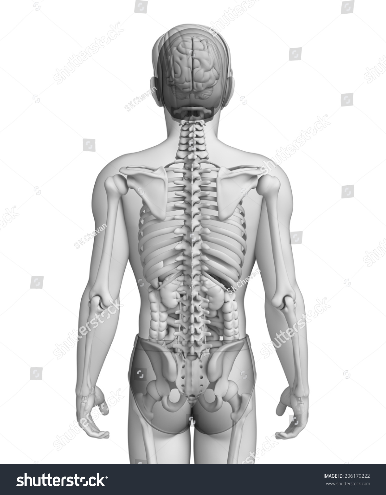 Illustration Of Male Digestive System - 206179222 : Shutterstock