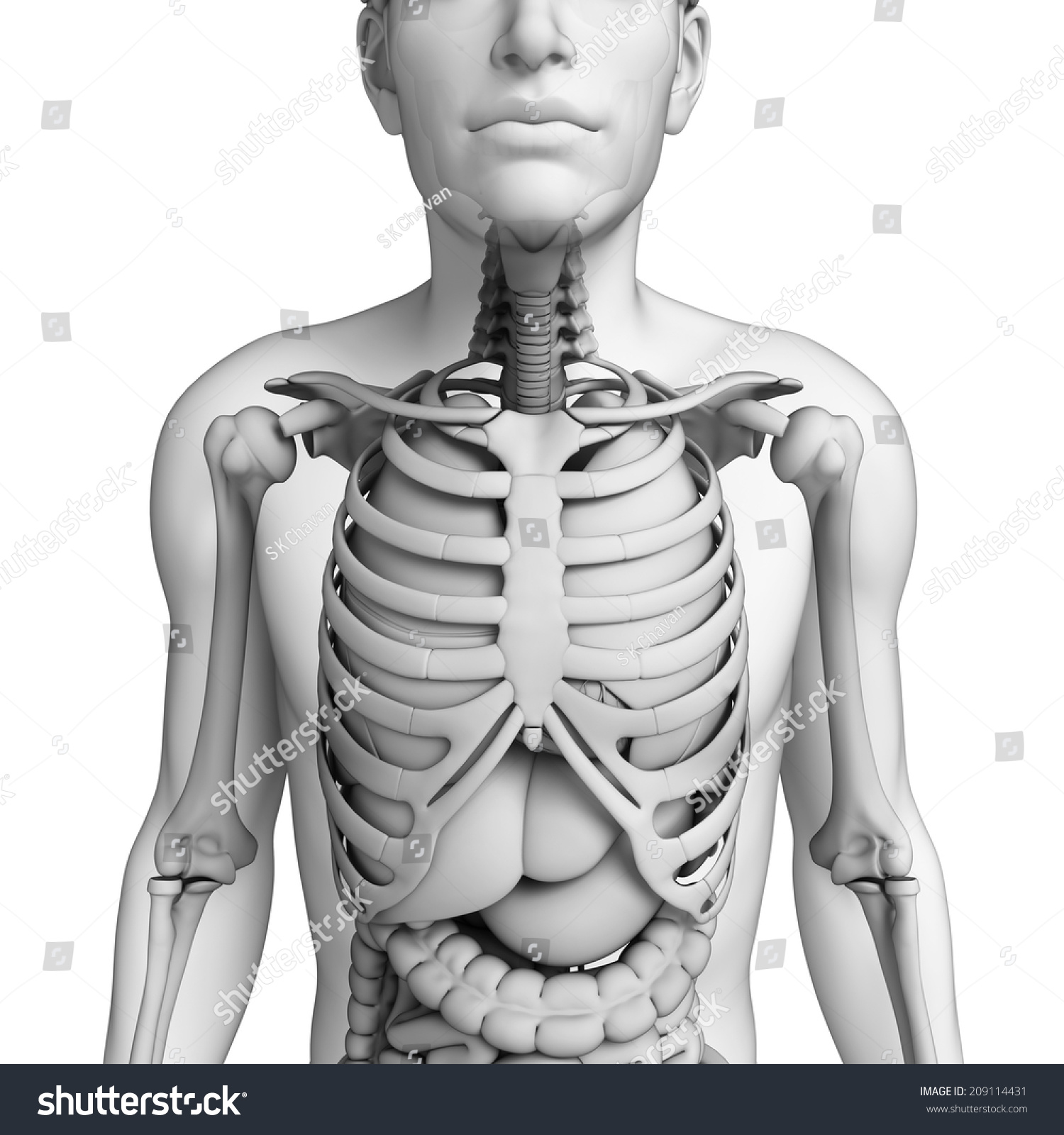 Illustration Male Digestive System Stock Illustration 209114431