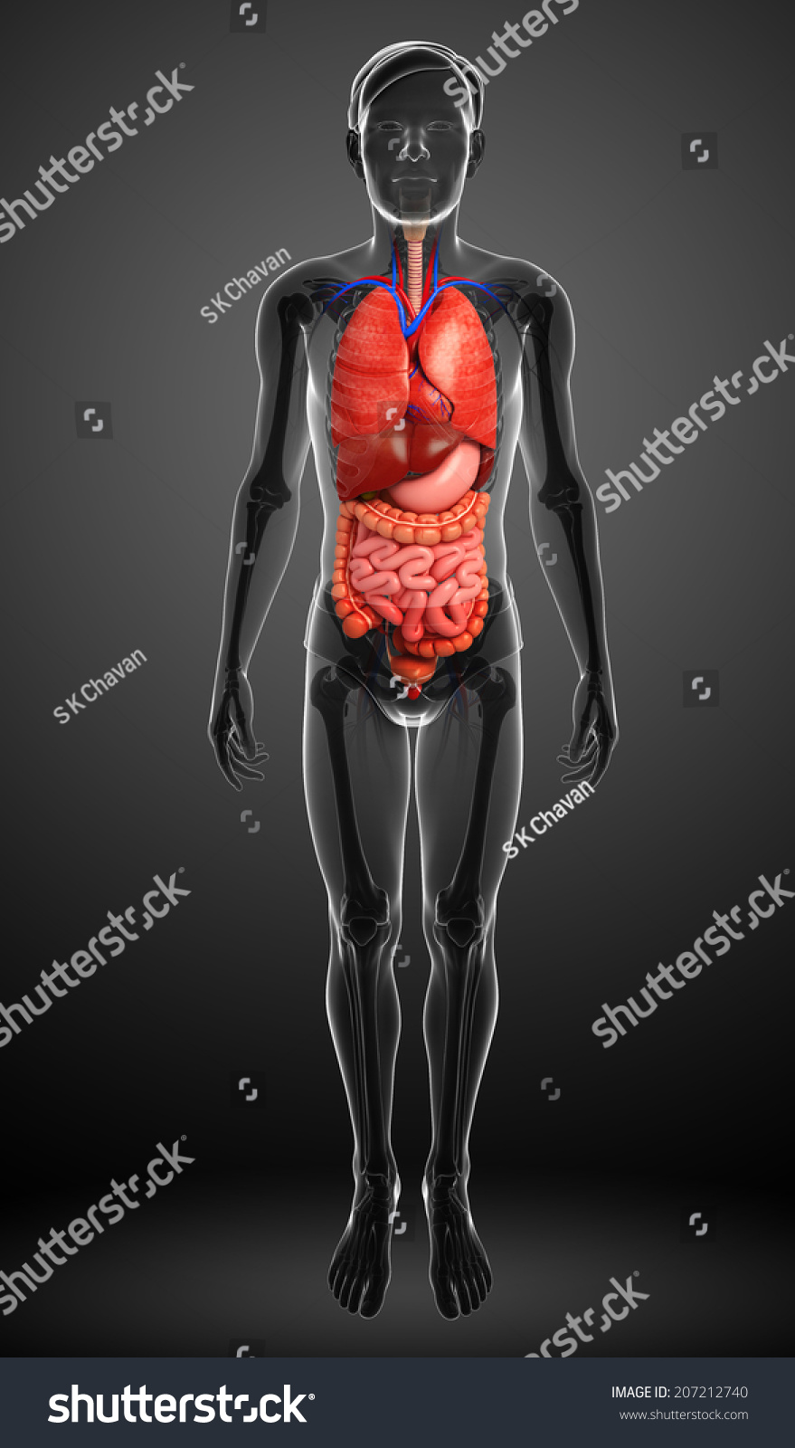 Illustration Male Digestive System Artwork Stock Illustration 207212740 ...