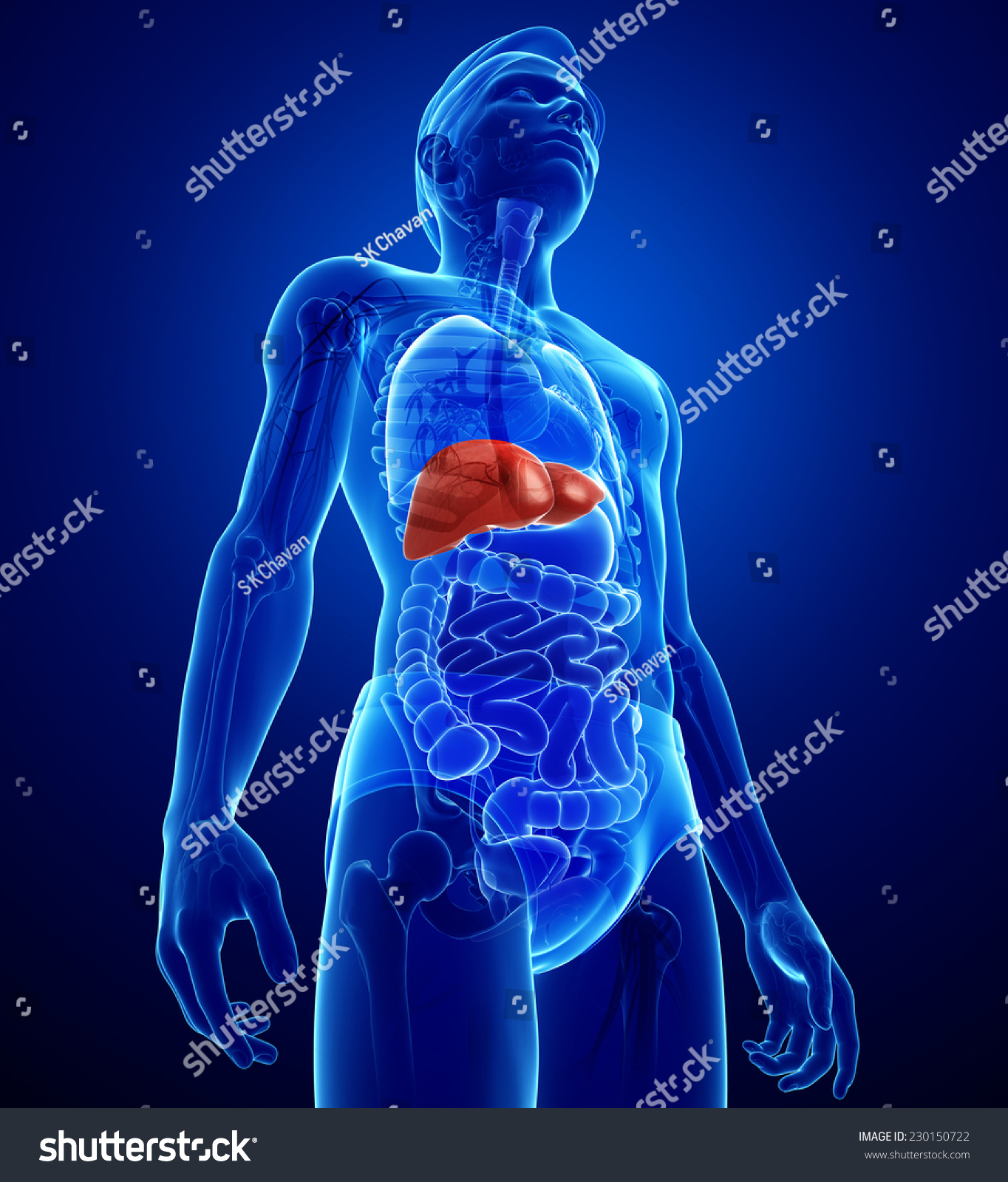 Illustration Male Liver Anatomy Stock Illustration 230150722