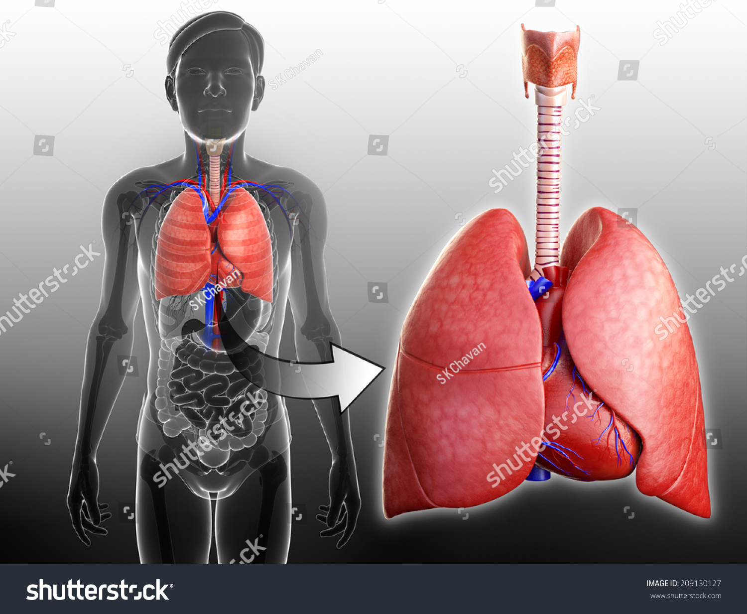 Illustration Of Male Lungs Anatomy - 209130127 : Shutterstock