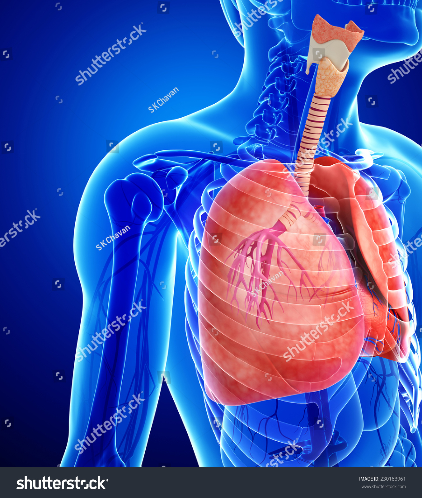 Illustration Of Male Lungs Anatomy - 230163961 : Shutterstock