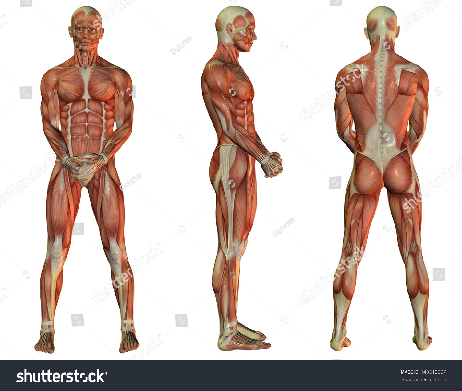 立つ時の男性の筋肉構造の図 のイラスト素材