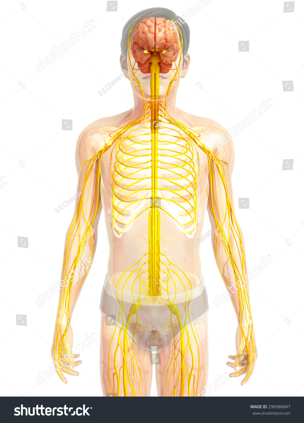 Illustration Male Ribcage Nervous System Artwork Stock Illustration ...