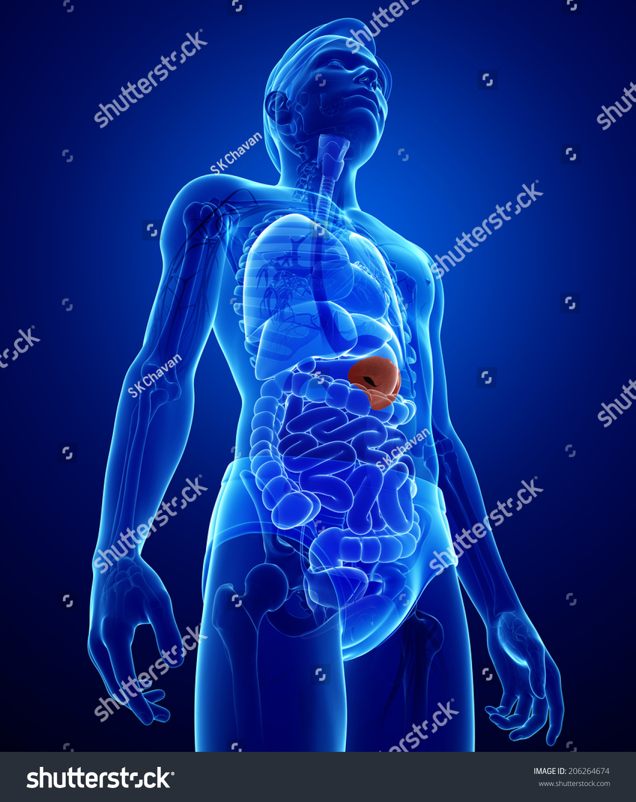 Illustration Male Spleen Anatomy Stock Illustration 206264674 ...