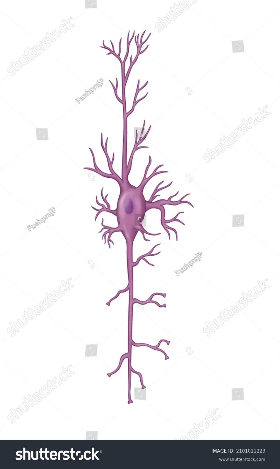 Illustration Neuron Cell Anatomy Stock Illustration 2101011223