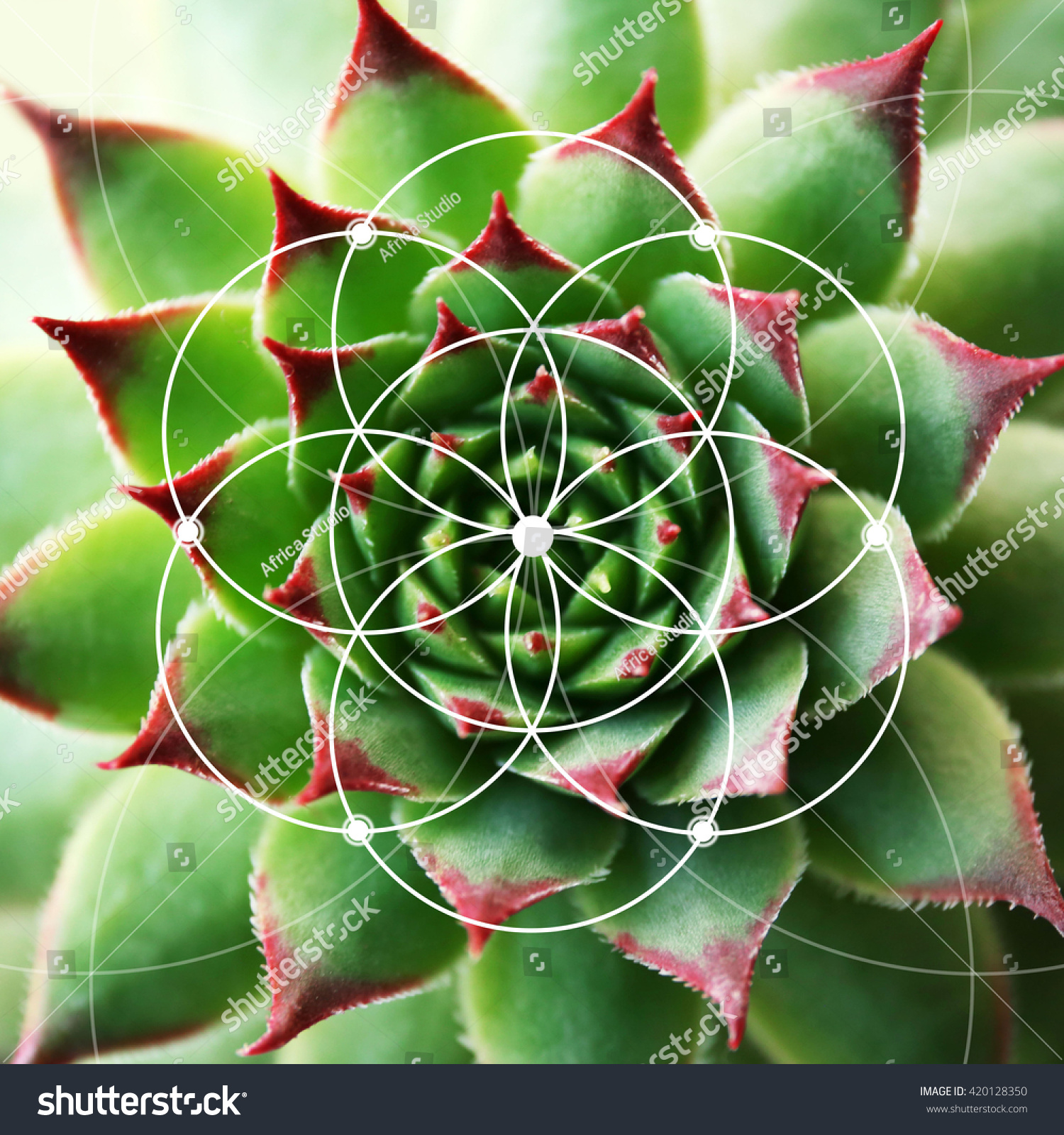albue højdepunkt kunstner Illustration Spiral Arrangement Nature Fibonacci Pattern Stock Photo (Edit  Now) 420128350