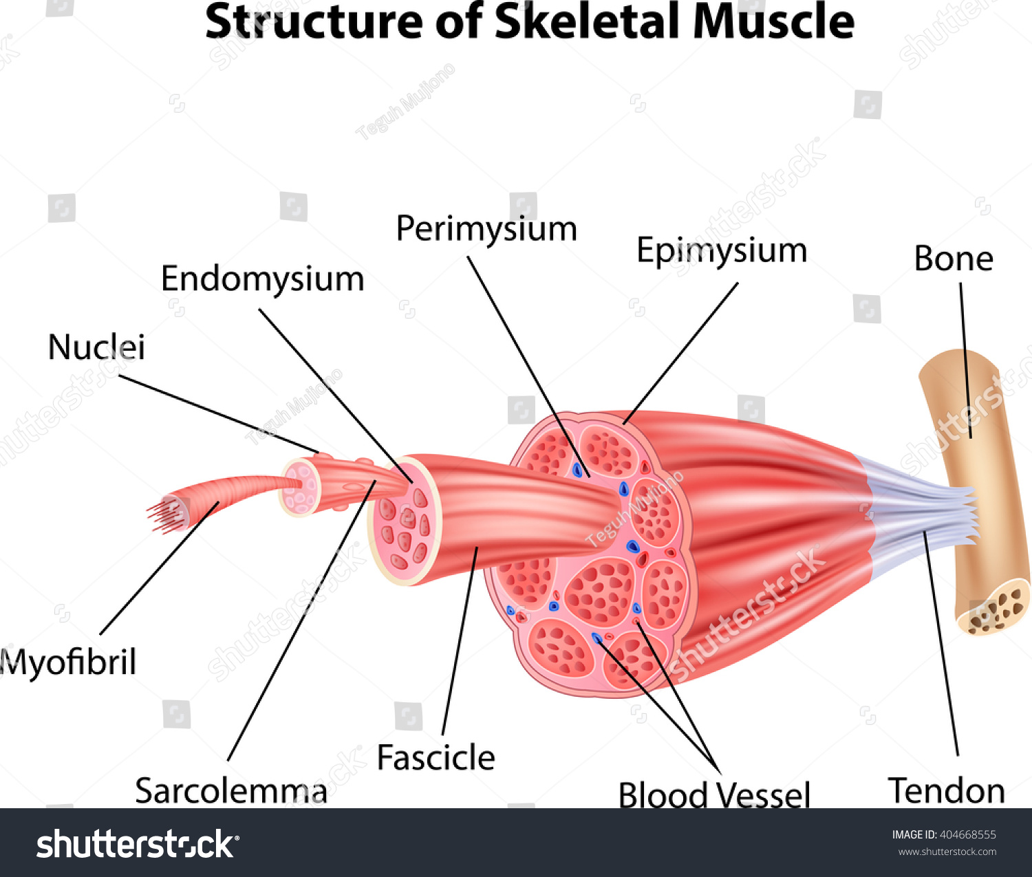 Illustration Structure Skeletal Muscle Anatomy Stock Illustration