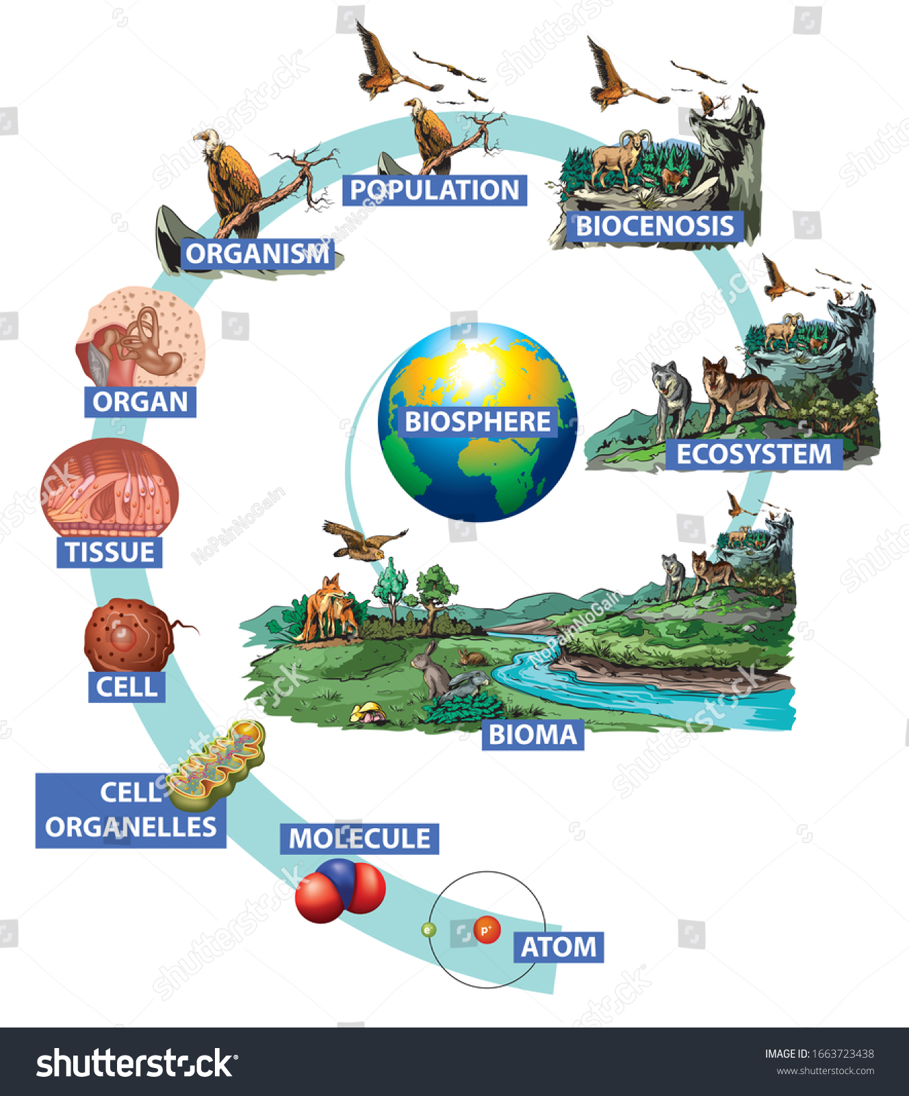 illustration-hierarchy-biological-organization-atom-organism-h-nh-minh