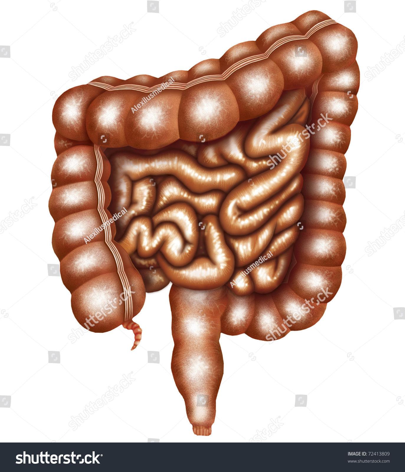 Illustration Of The Human Intestines - 72413809 : Shutterstock