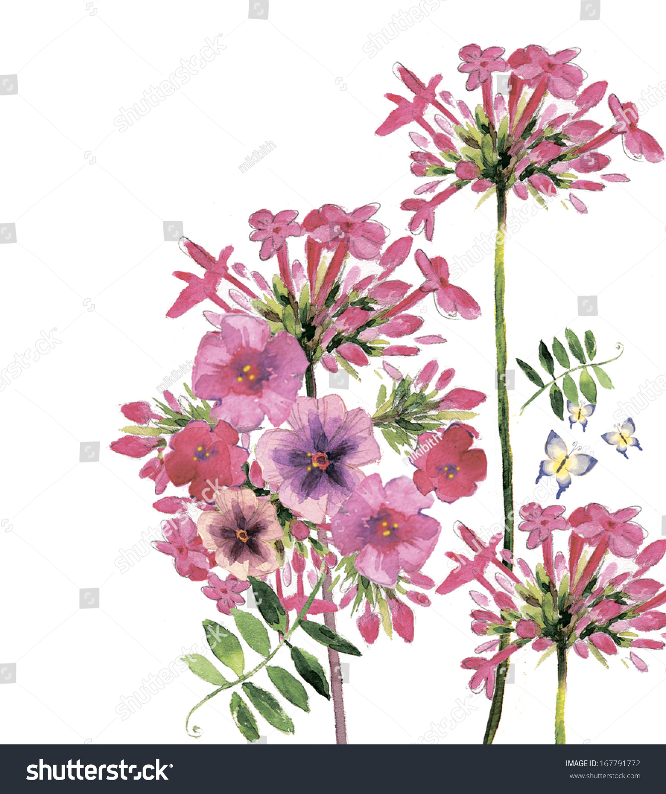 Illustration Of The Phlox Flower'S - 167791772 : Shutterstock