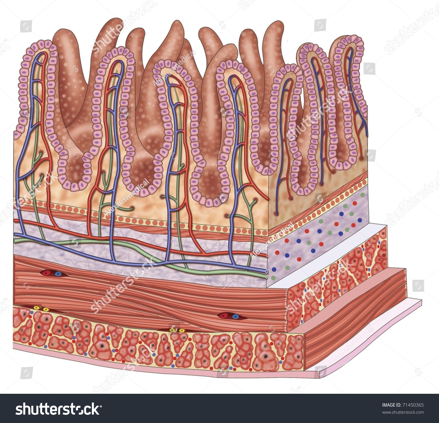 Illustration Of The Walls Of The Small Intestine - 71450365 : Shutterstock