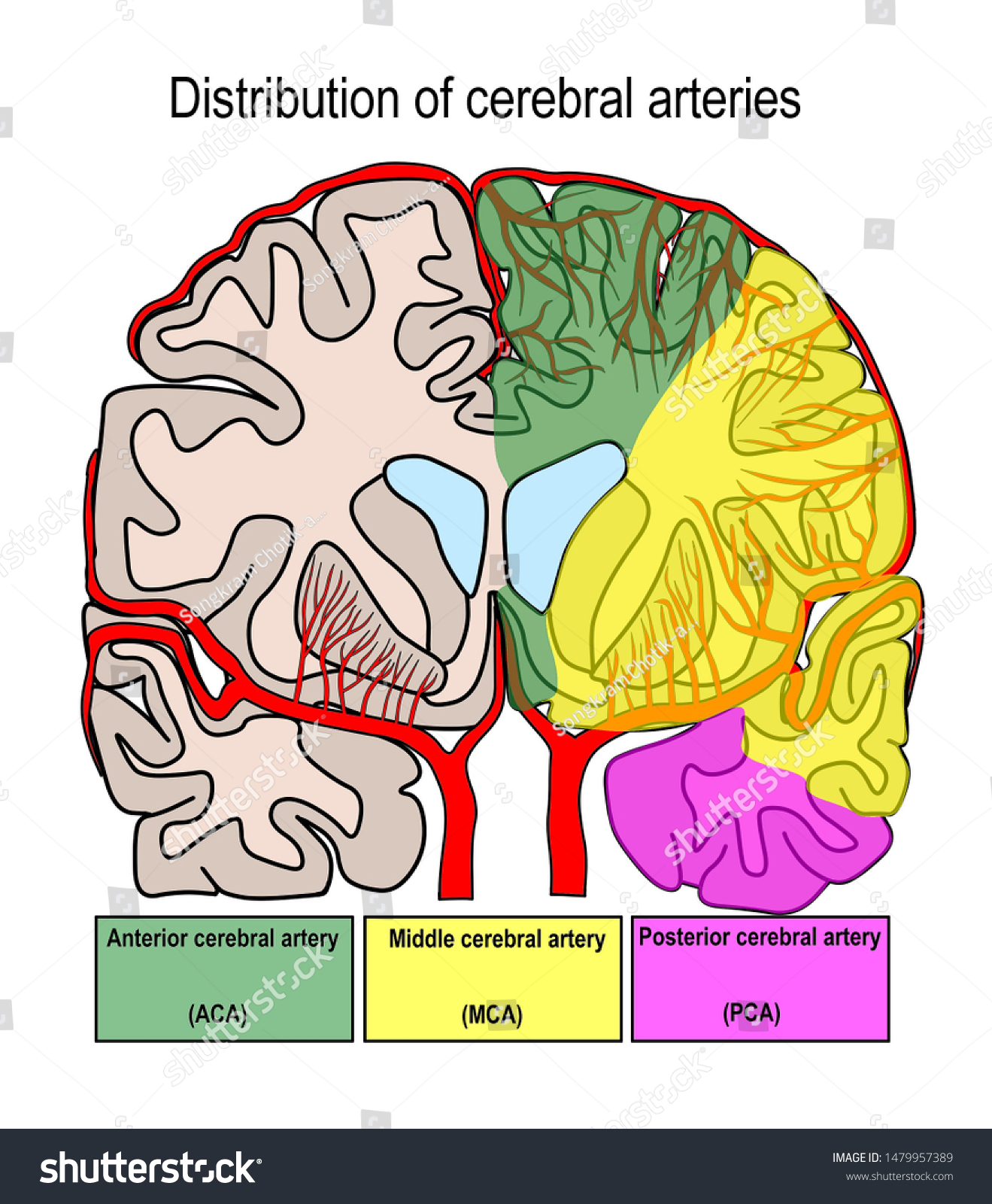 Illustration Shown Distribution Cerebral Arteries ilustración de stock