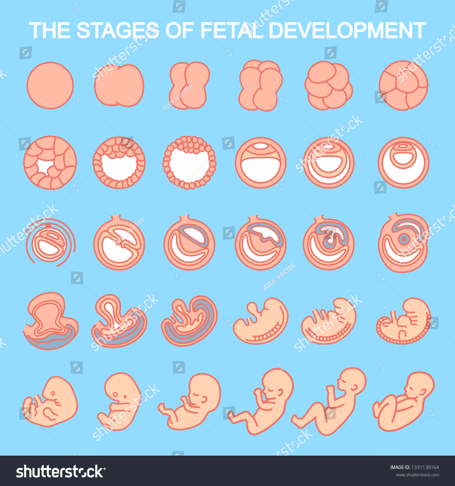 Illustration Stages Fetal Development On White 스톡 일러스트 1331130164 Shutterstock 