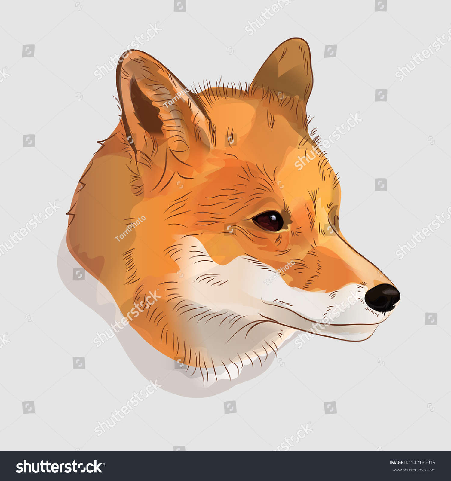 https://www.shutterstock.com/image-illustration/illustrative-portrait-red-fox-digital-illustration-542196019