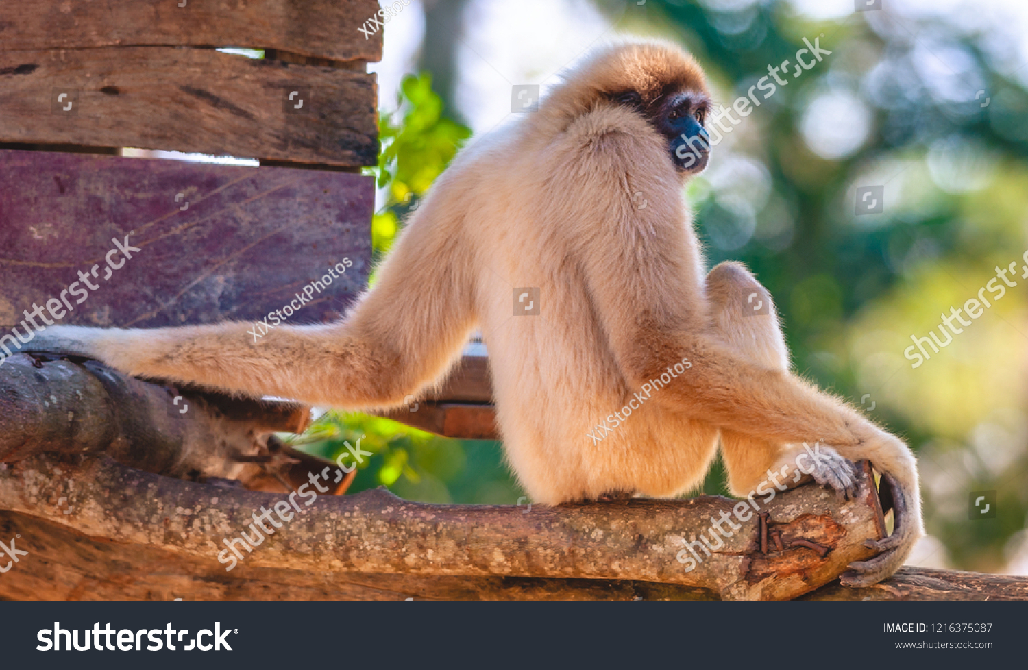 Image Gibbon Swing Sit On Trees Stock Photo Edit Now