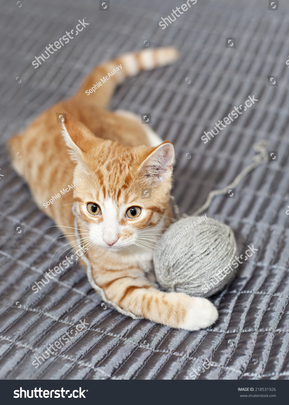 kitty playing with yarn