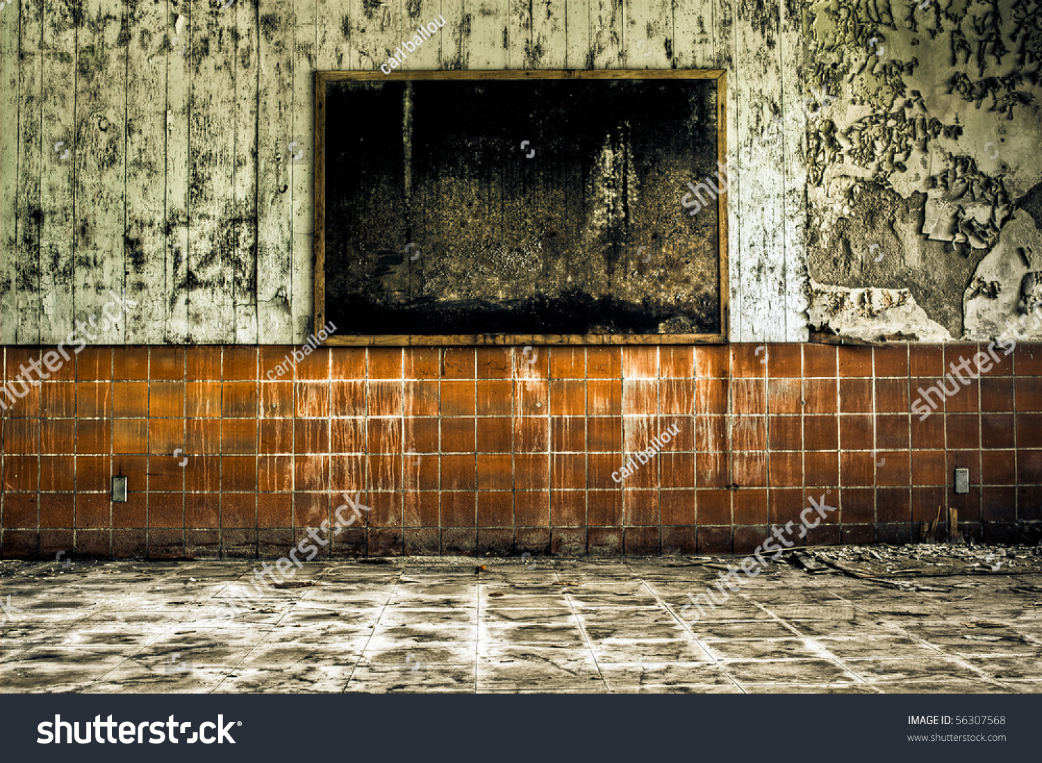 What Is Toxic Black Mold?