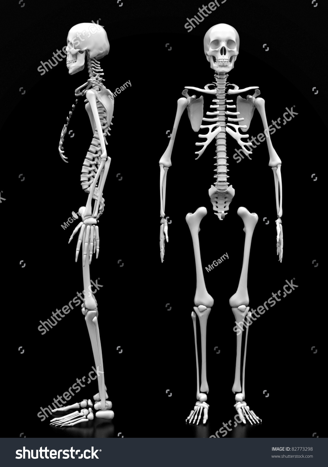 Image Of A White, A Human Skeleton On A Black Background Stock Photo ...