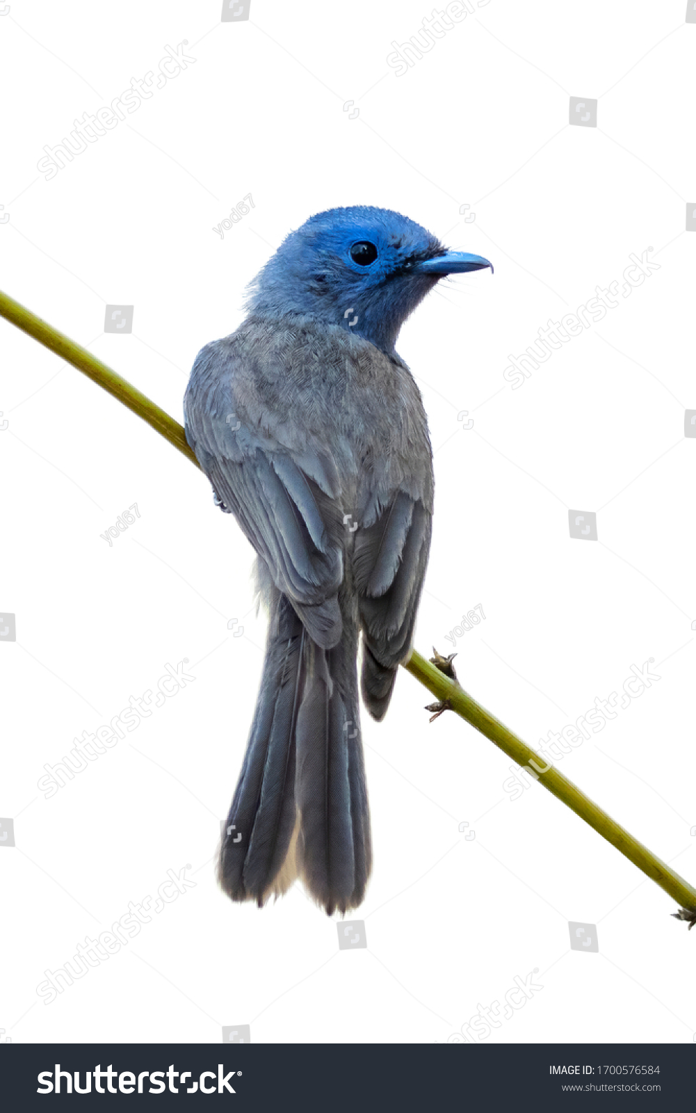 4,935 Monarch bird Images, Stock Photos & Vectors | Shutterstock