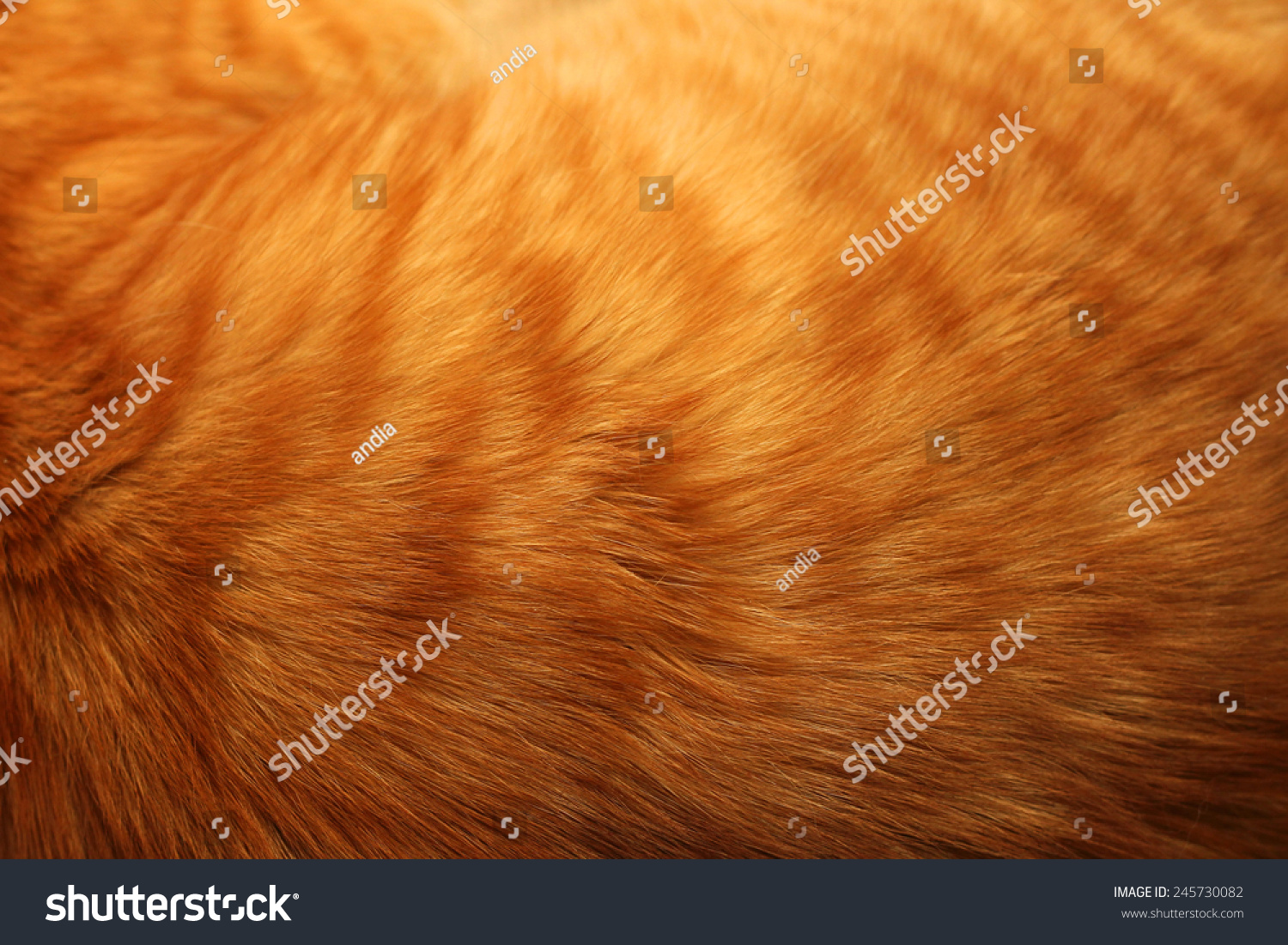 1,482,210 Cat fur Images, Stock Photos & Vectors Shutterstock