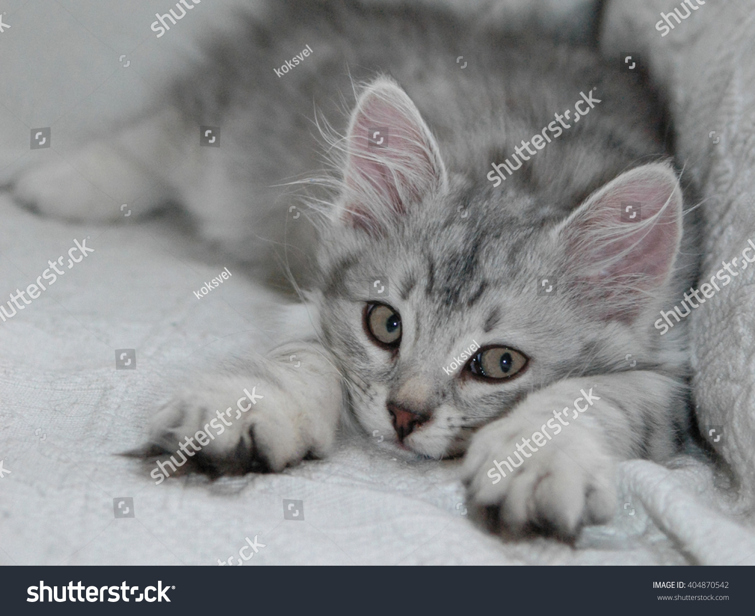 silver siberian kitten