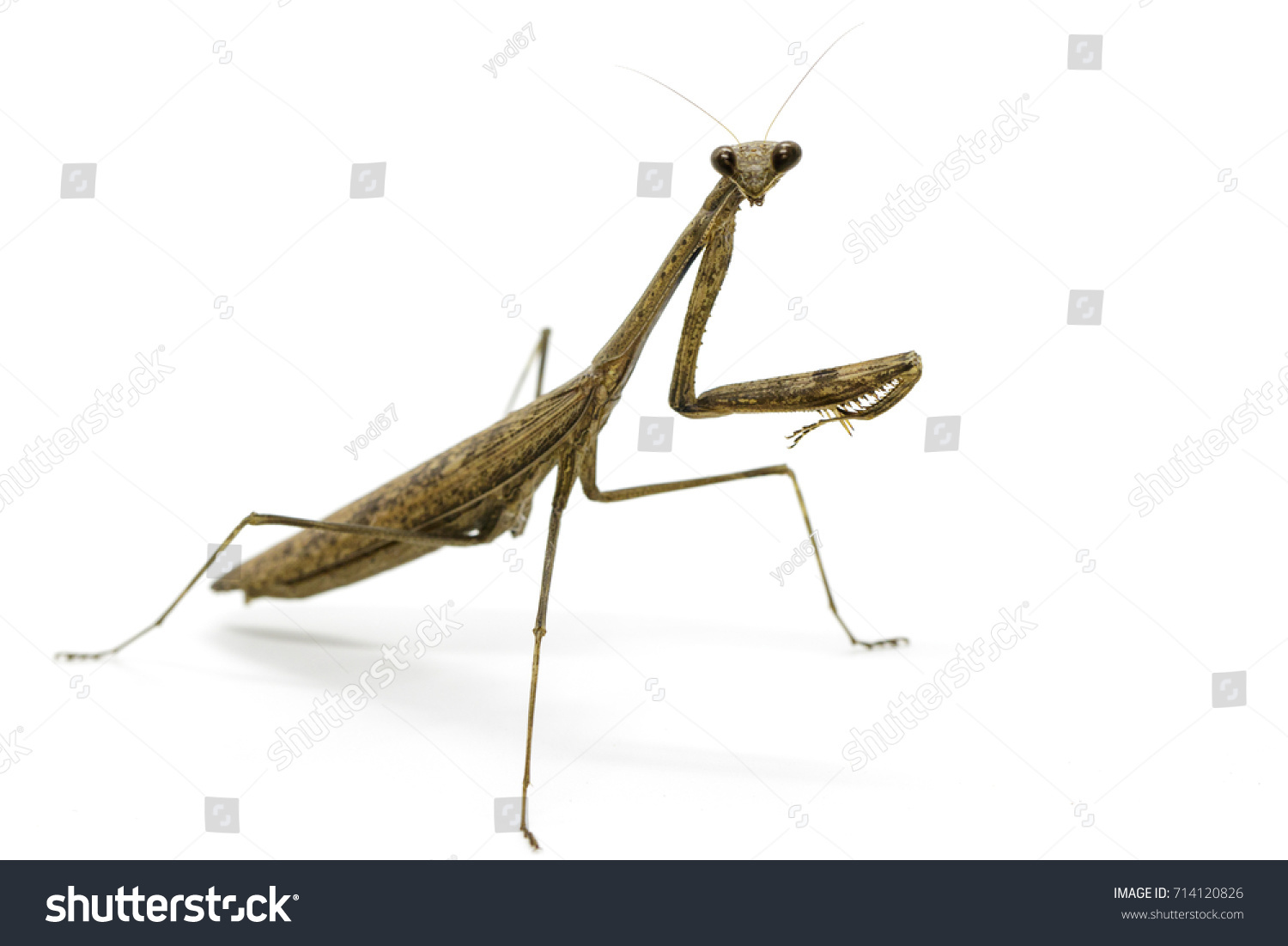 189 Carolina mantis Images, Stock Photos & Vectors | Shutterstock