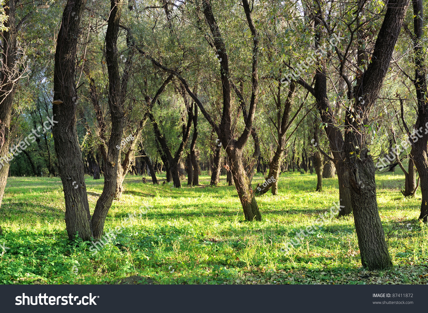 Image Sunlit Forest Stock Photo 87411872 Shutterstock Image Sunlit Forest Stock Photo 87411872 Shutterstock