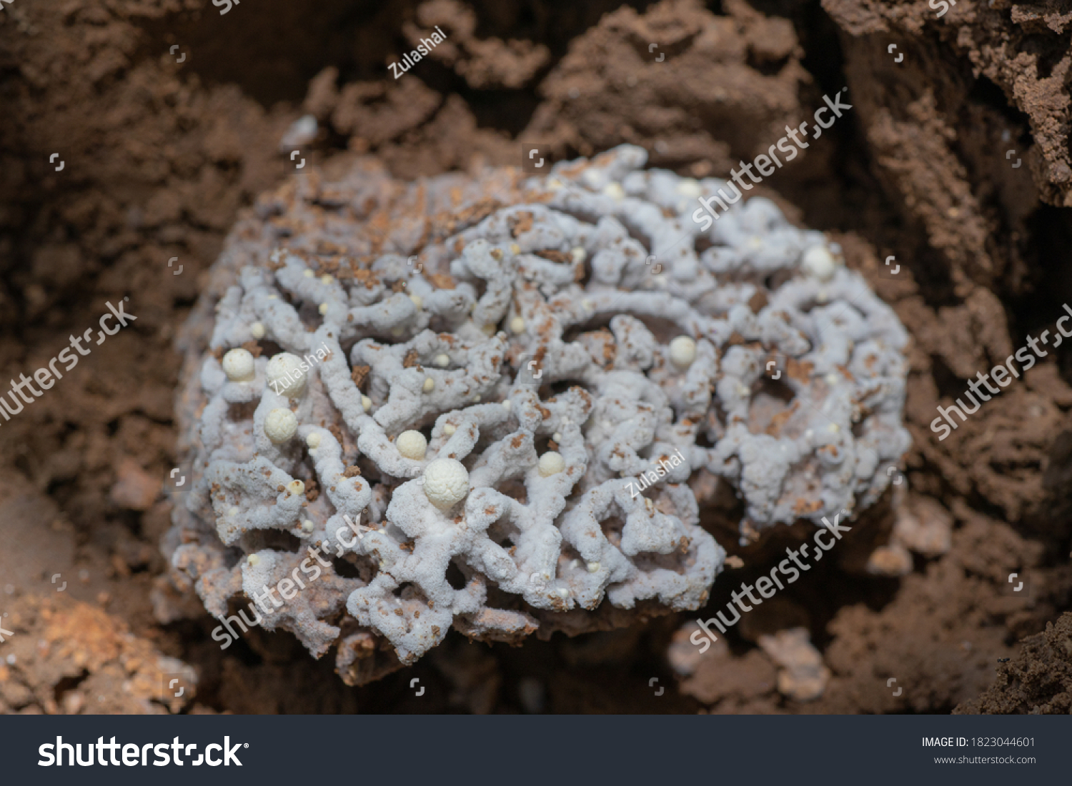 Image Termites Fungus Gardens Fungal Ball Stock Photo (Edit Now) 1823044601