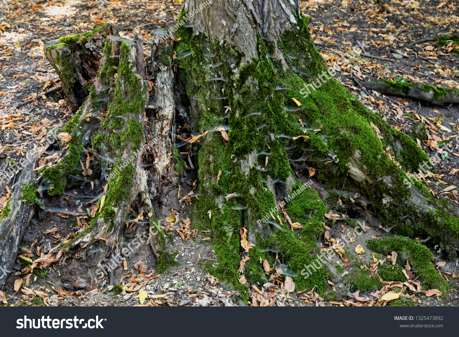 Image Hoia Baciu Forest One Most Stock Photo Edit Now