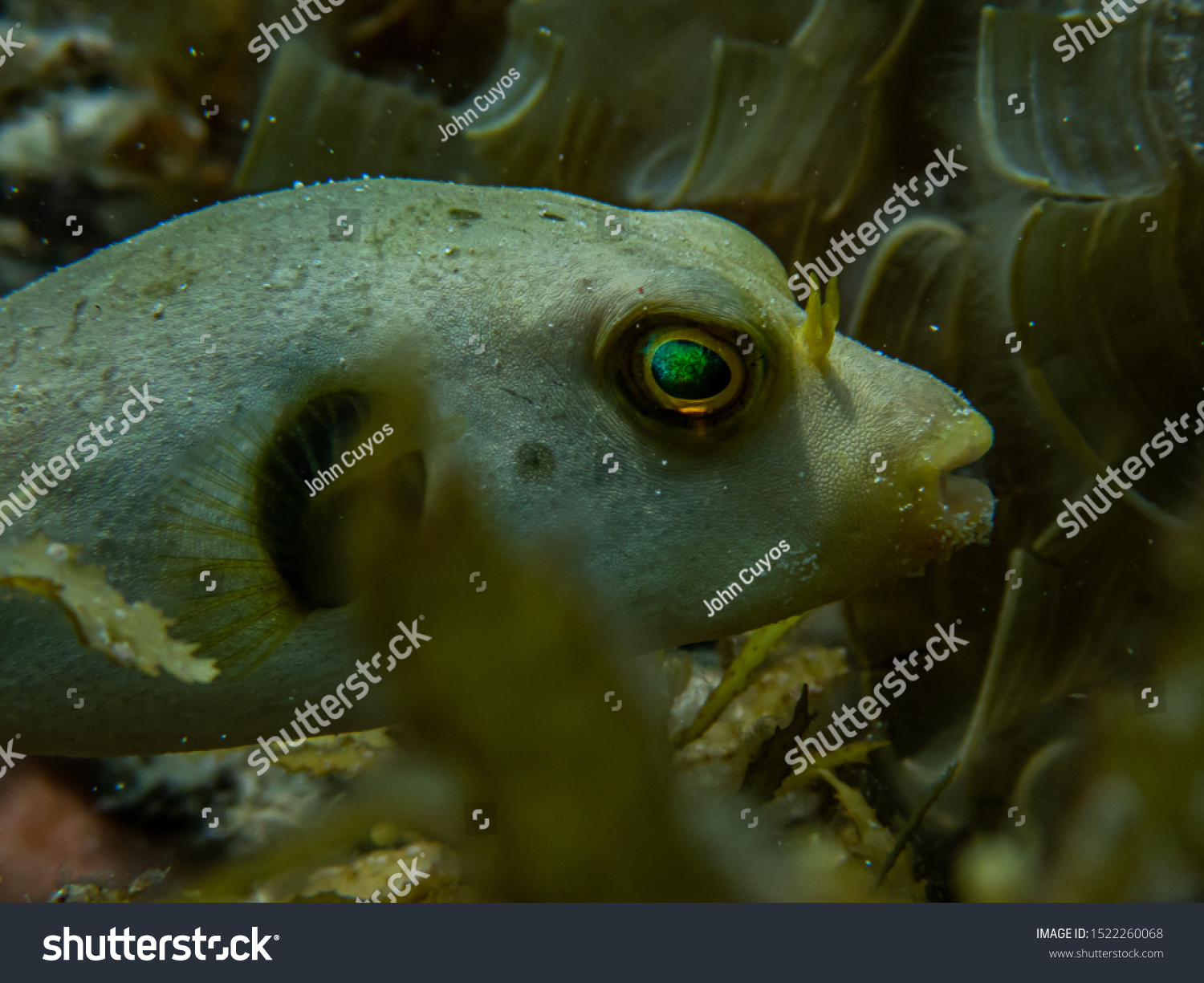 Immaculate Puffer Fish Arothron Immaculatus Close Foto De Stock ...