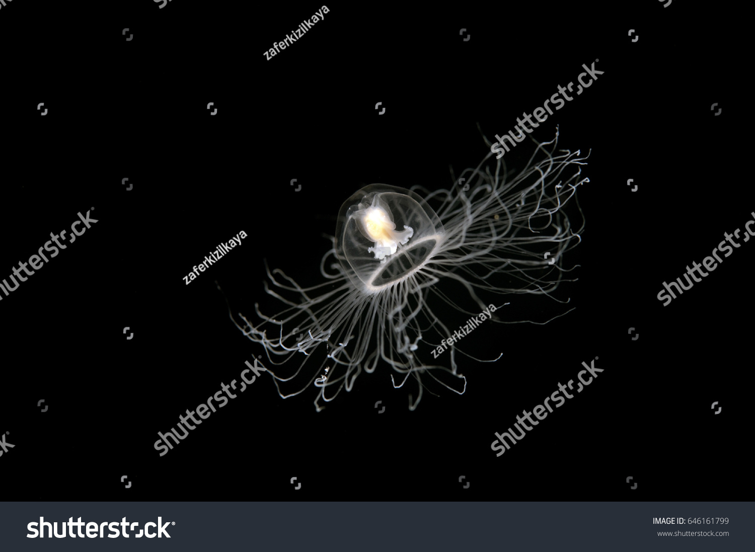 Ölümsüz denizanası Turritopsis nutricula Ölümsüz denizanası Turritopsis nutricula