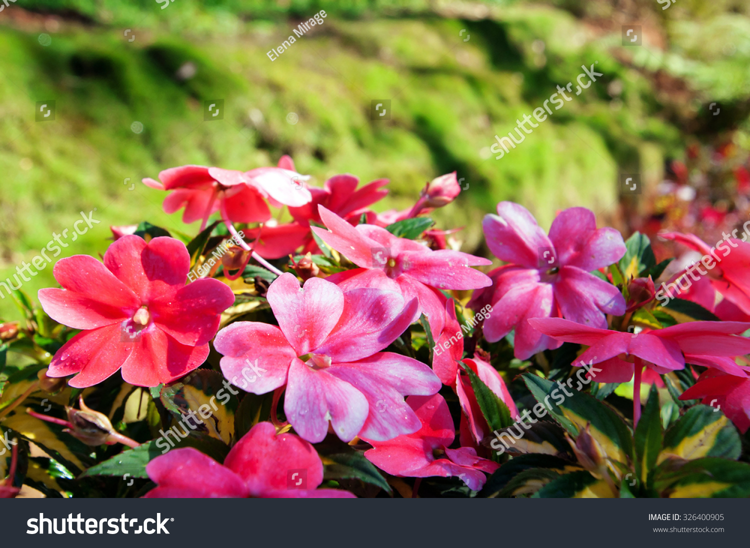 Impatiens Flowers On Flower Bed Garden Stock Photo Edit Now 326400905
