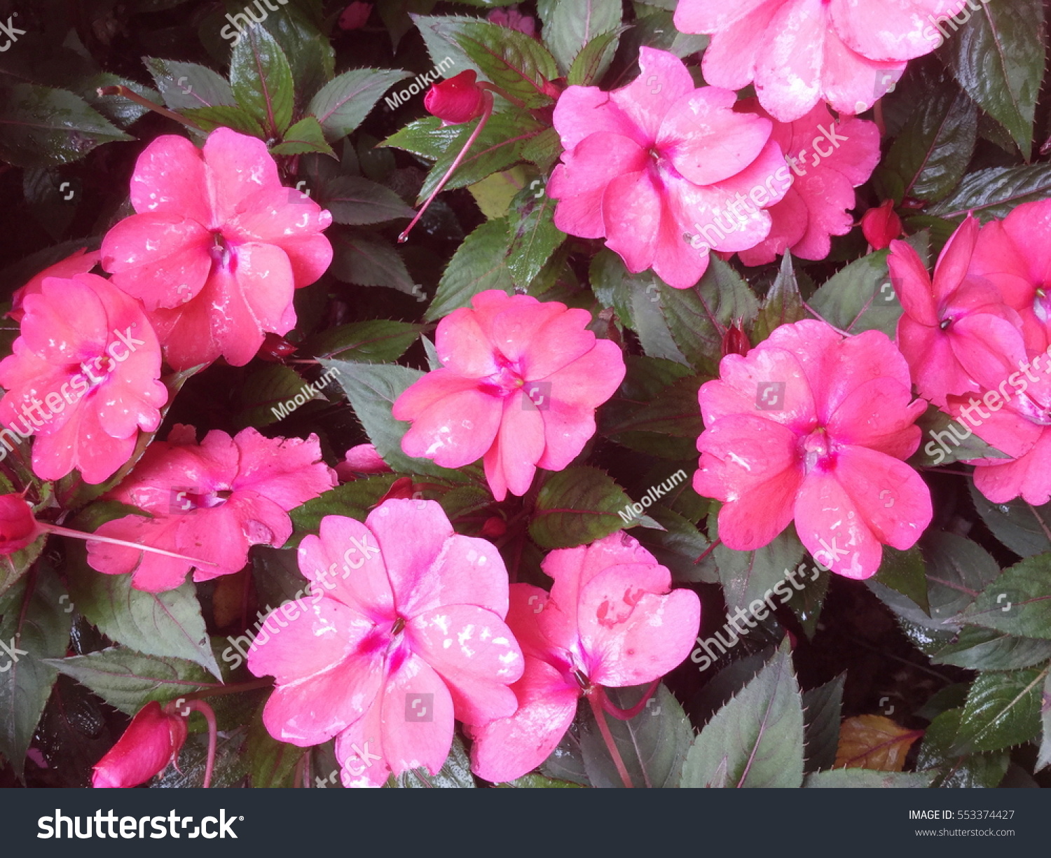 Impatiens Walleriana Busy Lizzie Balsam Impatiens Stock Photo (Edit Now ...