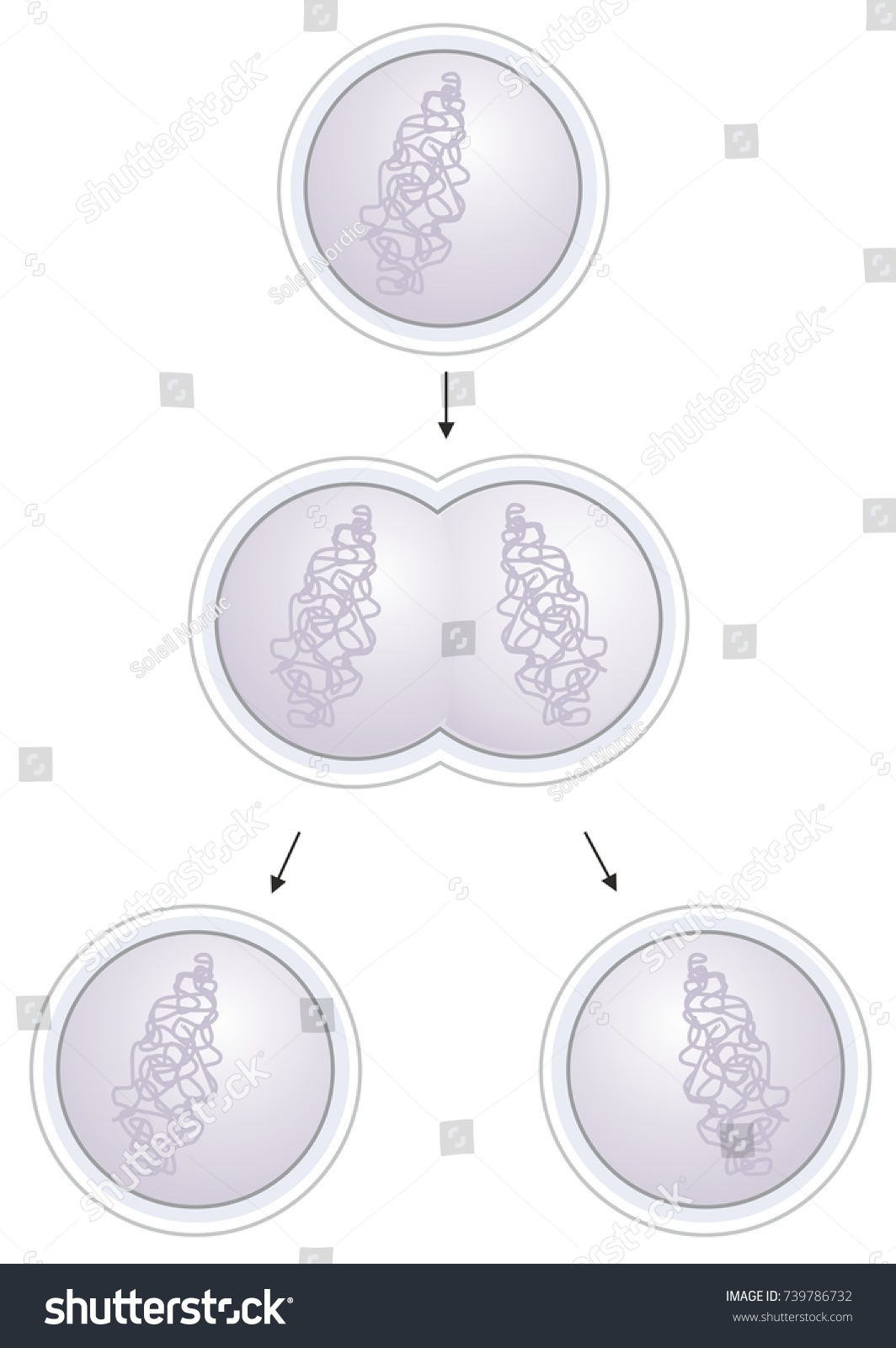 Cytokinesis Bacterial Cell Dividing Into Two Stock Illustration ...