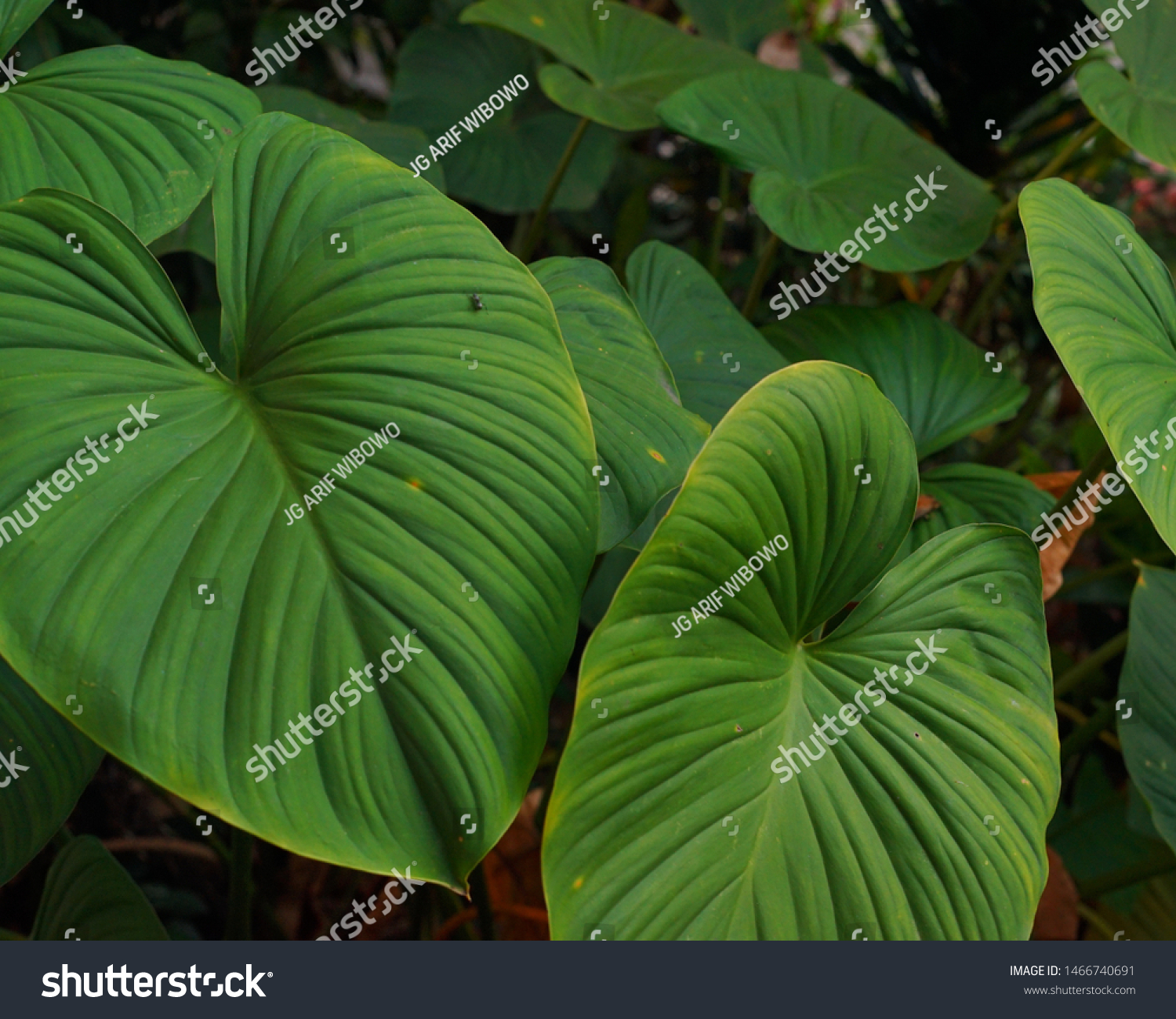 Indonesia Called Kuping Gajah Leaf Scienyifically Stock Photo ...