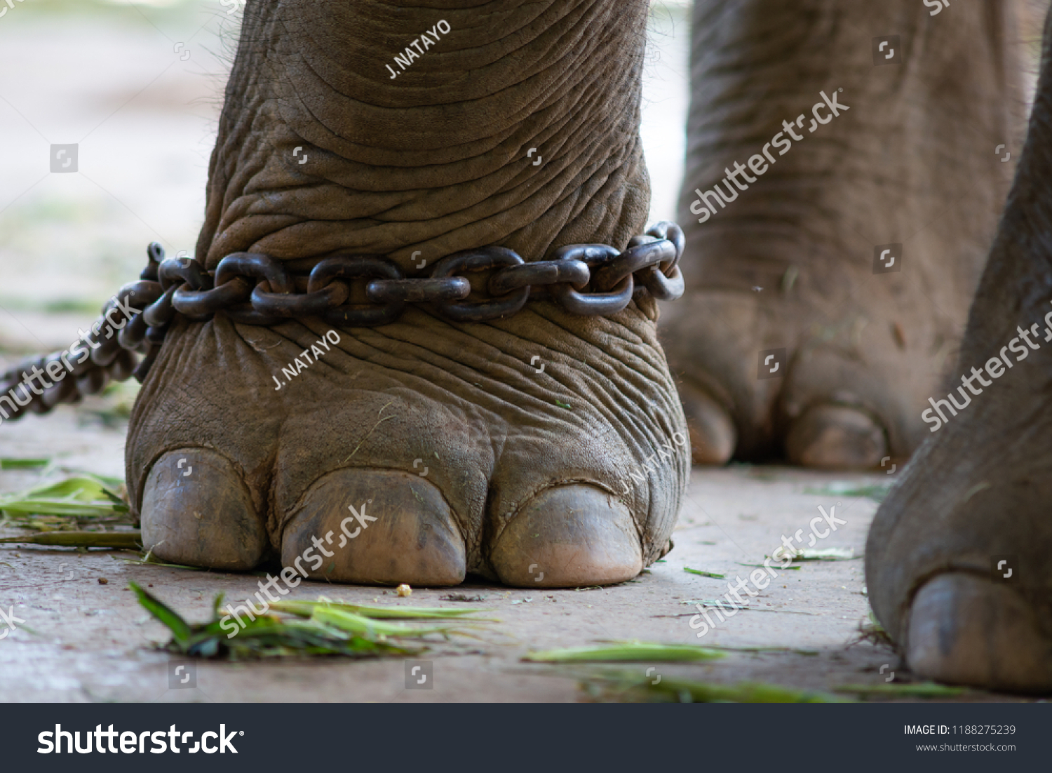 2,651 Elephant tied Images, Stock Photos & Vectors | Shutterstock