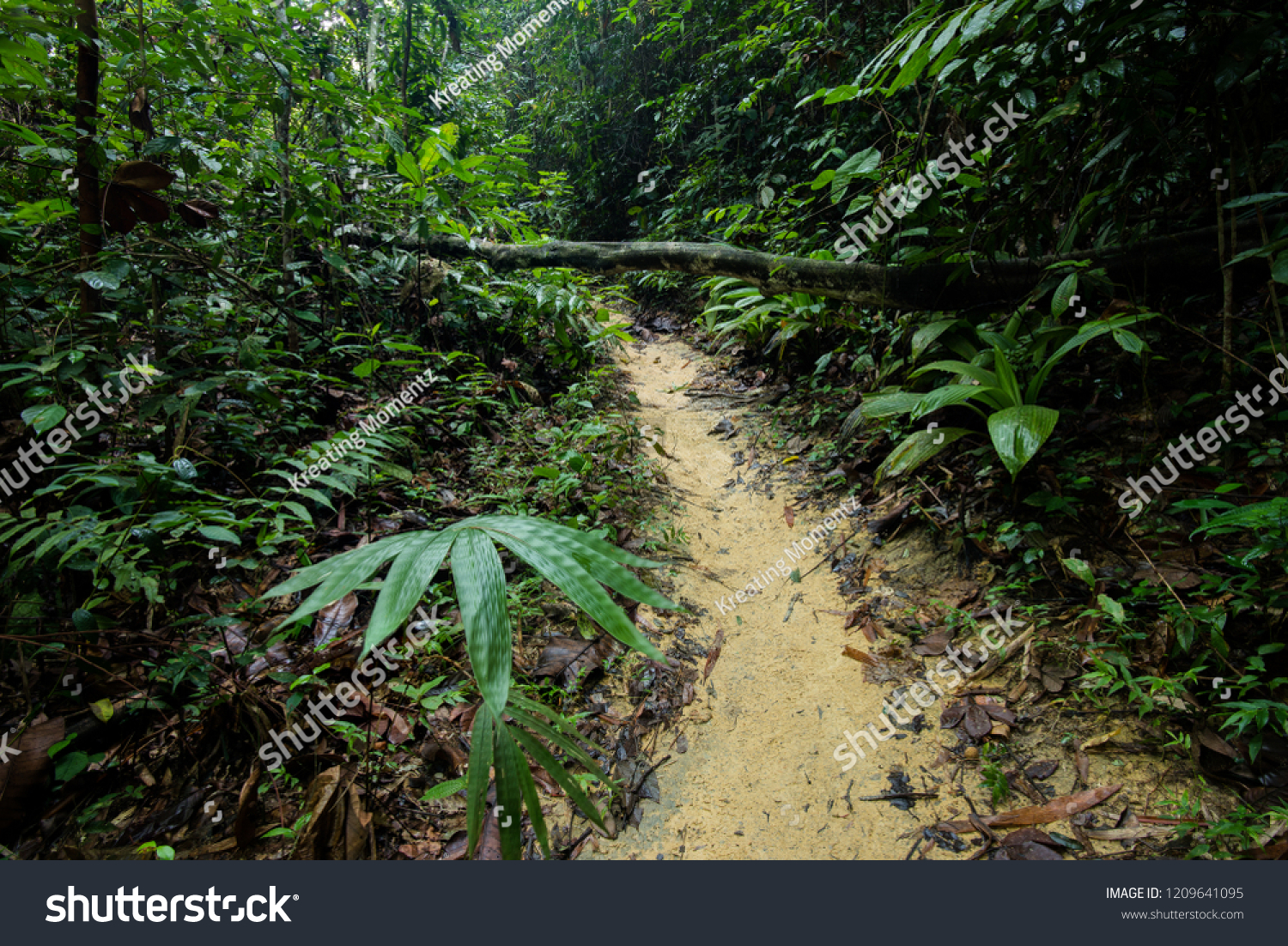 In Rainy Season The Path To Lata Medang Lata Makau And Gunung Rajah Can Be Muddy