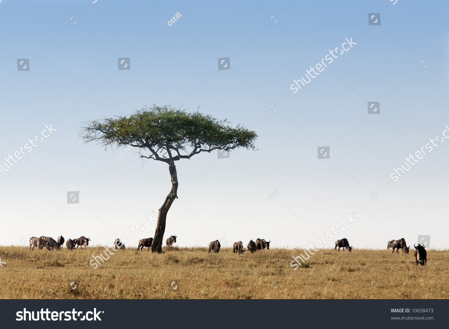 In The Beautiful Plains Of The Masai Reserve In Kenya Africa Stock ...