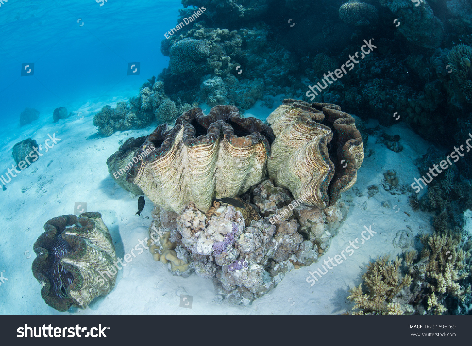 giant clam size www