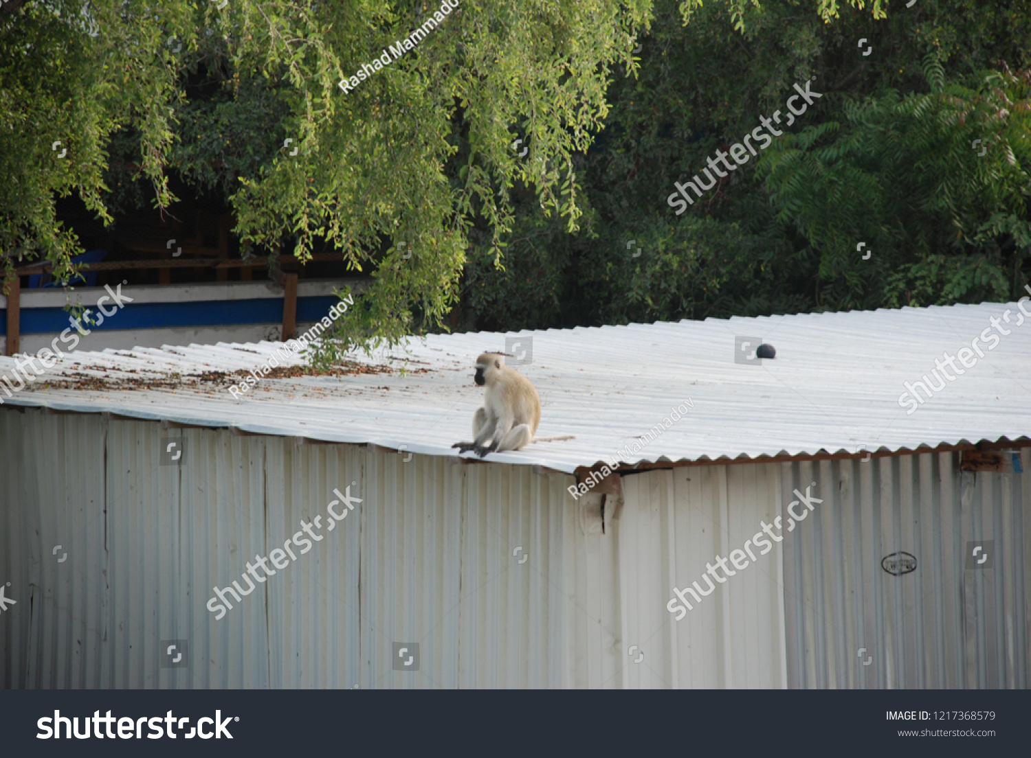 Somali Monkey